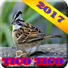 Canto de Tico Tico Novo 2017 icono