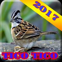 Canto de Tico Tico Novo 2017 الملصق
