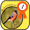 Bullfinch Full HD