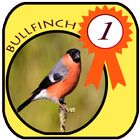 Bullfinch Full HD icône