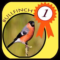 Poster Bullfinch Full HD