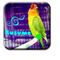 Lovebird Kusumo Trick