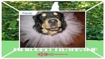 No Sew Dog Tutu Tutorial 截图 1