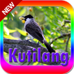 Burung kutilang 2018