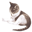 Pet Me Cat APK