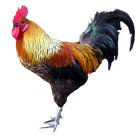 Rooster icône