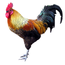 Rooster APK