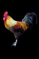 Rooster imagem de tela 1