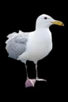 Seagull スクリーンショット 1