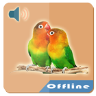 Masteran Lovebird Offline icône