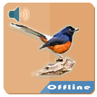 Kicau Murai Ohara Offline أيقونة