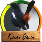 Kacer Gacor Komplit icône