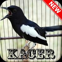 Kacer Offline Poster