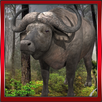 Wild Buffalo Simulator APK