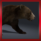 The Wild Bear icône