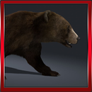 O Urso selvagem APK