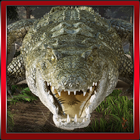 3D Crocodile Game ikon