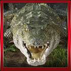 Jogo crocodilo 3D ícone