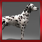 Dalmatian Forest Alone icon