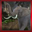 Wilder Elefant Rampage