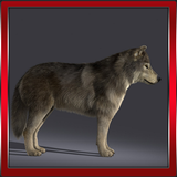 Forest Wolf 3D icono