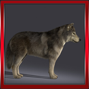 Forest Wolf 3D APK