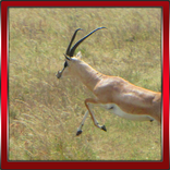 Gazelle 3D Simulator