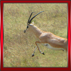 Gazelle 3D Simulator icône