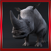 Wild Rhinoceros Simulator