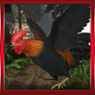 Roosters 3D Simulation