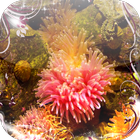 Sea anemone Jigsaw Puzzles иконка