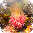Sea anemone Jigsaw Puzzles simgesi