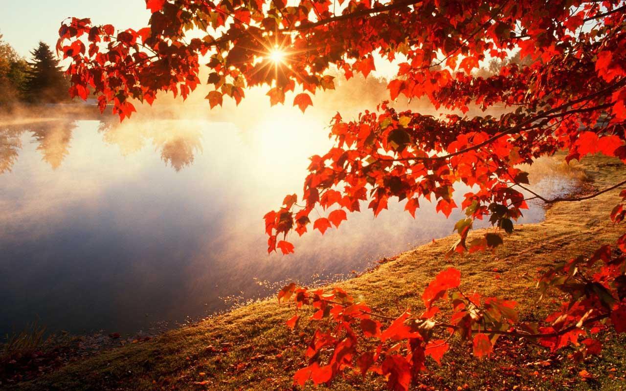 Autumn Wallpaper Hd For Android Apk Download