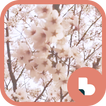벚꽃 움짤 버즈런처 테마 (홈팩)