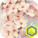 Cherry Blossoms - 카카오홈 테마 APK