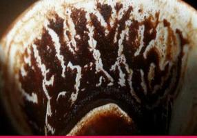 Coffee Falun Look 스크린샷 1