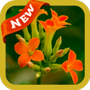 Kalanchoe Wallpaper APK