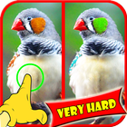 Zoek Verschil Bird Games-icoon