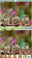 Trouver Difference d'oiseaux Affiche