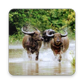 Kambala Video