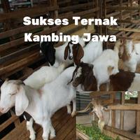 Kambing Jawa plakat