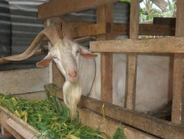 1 Schermata Kambing Jawa