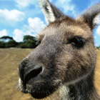 papiers peints kangourou icône