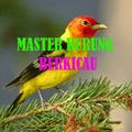 Master Burung Kicau
