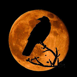 काली किताब [Kali Kitab]