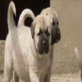Kangal Resimleri