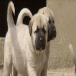 Kangal Resimleri