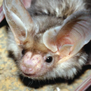 Bat Jigsaw Puzzles APK