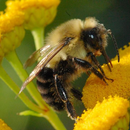 Bee Jigsaw Puzzles APK