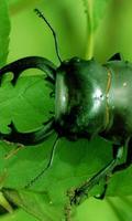 Beetle Jigsaw Puzzle capture d'écran 2